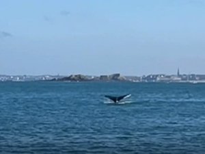 VIDÉO. Une baleine dans la baie de Saint-Malo, une bonne nouvelle pour l'environnement