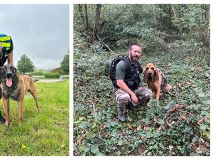 Disparitions inquiétantes : comment Charlie et Drako, deux chiens de la gendarmerie ont retrouvé deux personnes disparues à quelques heures d'intervalle