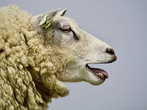 Plus de 7 000 foyers en France, la zone régulée de la fièvre catarrhale ovine étendue à tout l'Aveyron