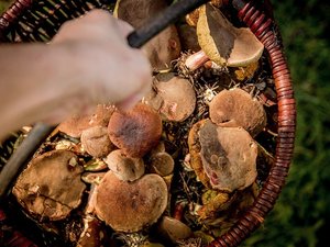 Il cueillait des champignons avec des amis : un homme de 38 ans est blessé par un tir de chasseur et se fait amputer une partie de la jambe