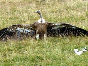 Aveyron : face au vautour fauve, des 