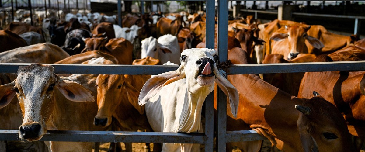 De la bouse au carburant vert, l'Inde à pleins gaz sur la voie des bioénergies