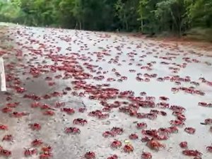 Des millions de crabes rouges envahissent cette île : les images de cette impressionnante migration de masse annuelle