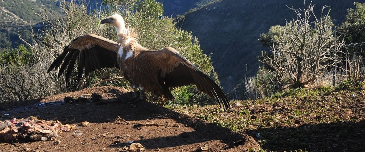 Attaques sur des animaux vivants : la préfecture de l'Aveyron autorise les tirs d’effarouchement sur le vautour fauve