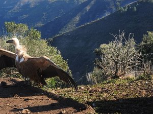 Attaques sur des animaux vivants : la préfecture de l'Aveyron autorise les tirs d'effarouchement sur le vautour fauve