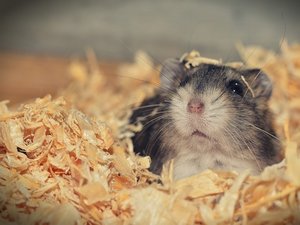 Insolite : une caisse contenant 130 hamsters s'ouvre à l'atterrissage de l'avion, cela fait maintenant 5 jours que les rongeurs jouent à cache-cache dans un Airbus