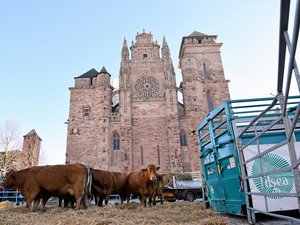 EN IMAGES. Colère des agriculteurs : contre le Mercosur, les vaches en transhumance à Rodez