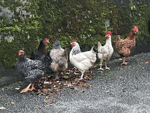 Des poules disparaissent mystérieusement du poulailler municipal de Tulle... avant d'être retrouvées