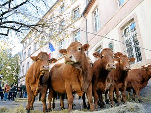 VIDÉO. Colère des agriculteurs : l'élevage aveyronnais s'invite dans les rues de Rodez