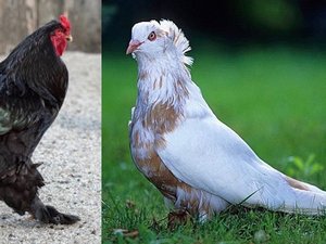 Quand la poule Brahma rencontre le pigeon mondain : pourquoi cette exposition avicole en Aveyron va verser cette année dans le superlatif