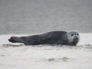 Un phoque retrouvé mort au milieu d'une route départementale, à plus de deux kilomètres de la plage