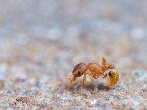 Piqûre très douloureuse, espèce ultra-invasive, danger pour les animaux : qu'est-ce que la fourmi électrique, détectée pour la deuxième fois en France ?