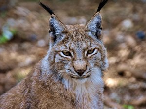 Il pensait tirer sur des loups : le chasseur abat en réalité trois lynx dans le massif du Jura