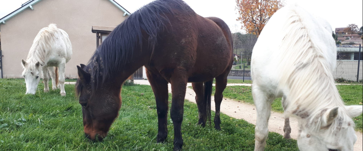 Trois chevaux en balade provoquent la surprise dans cette commune de l'Aveyron