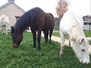 Trois chevaux en balade provoquent la surprise dans cette commune de l'Aveyron