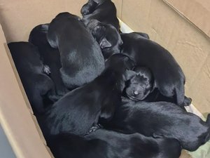 La belle histoire du jour : 13 chiots découverts dans un carton, des volontaires viennent de plusieurs départements pour les adopter avant qu'il ne soit trop tard