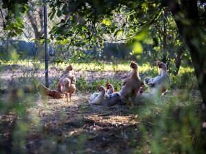 Grippe aviaire : une soixantaine de contaminations humaines détectées aux États-Unis, l'Europe peut-elle rester épargnée ?