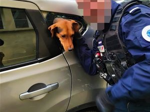 Un homme souffrant de démence égare sa voiture avec son chien à l'intérieur : l'animal sauvé grâce à un superbe élan de solidarité