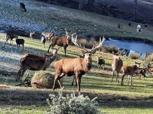 VIDÉO. En recyclant vos sapins de Noël, voici comment les cerfs du parc animalier le Saint-Hubert en Aveyron profitent aussi des fêtes