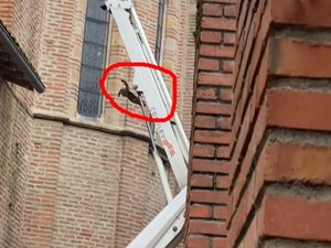 VIDEO. Coincé depuis 5 jours sur le toit d'une église, le chat fait un 