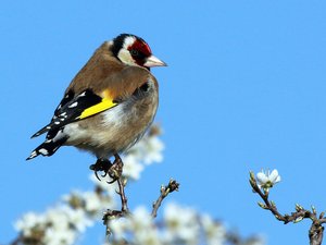 VIDEO. Les gendarmes libèrent un oiseau protégé détenu illégalement, son receleur ira devant les juges et risque 3 ans de prison