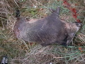 Quatre ans après la mort de Morgan Keane tué par un chasseur aveyronnais, un sanglier abattu dans la propriété où vit son frère