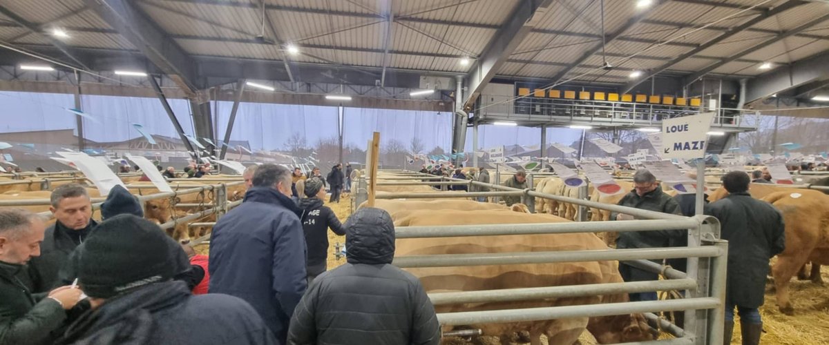 C'est fini la pache à l'ancienne, les méthodes de ventes vont évoluer au marché de bestiaux de Laissac