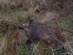 Mort de Morgan Keane d'un tir de chasseur : quatre ans après, un sanglier est abattu sur les lieux du drame où vit son frère, une plainte va être déposée