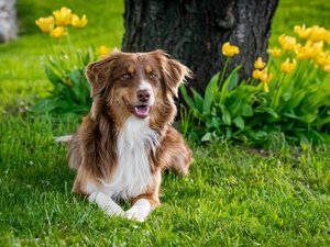 Chihuahua, beagle, border collie... Découvrez les races de chiens et de chats les plus prisées dans l'Aveyron et en Occitanie