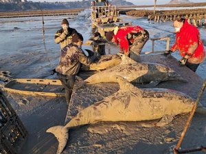 15 dauphins s'échouent près d'un parc à huîtres : les images de cet incroyable sauvetage près de Saint-Malo