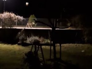 VIDÉO. Un loup filmé de nuit dans le centre d'un village, au bord des habitations et d'une école