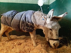 VIDEO. Le pain peut être mortel pour les animaux, après une semaine de souffrances, l'âne Pompon en a fait les frais