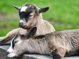 Deux chèvres naines tuées par quatre chiens en Aveyron, leur propriétaire demande à celui des chiens de se faire connaître