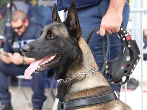 Le seul centre de formation en France pour les sauveteurs, enquêteurs et chiens de la Protection civile va ouvrir dans cette ville de l'Aveyron