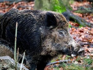 Un couple attaqué par un sanglier qui fuyait les chasseurs : le président de la Fédération de l'Aveyron donne sa version