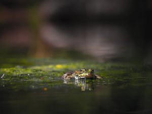 Inquiétée par des bruits, elle appelle les gendarmes en pleine nuit... pour des croassements de grenouilles