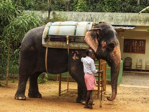 Ce touriste tente de traverser la route sur son scooter sans tenir compte de l'éléphant qui l'attaque et le tue