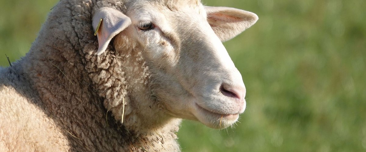 J’ai fait un selfie avec eux : chauffeur de taxi depuis peu, il fait une course longue de 3h30 avec une femme… et son mouton