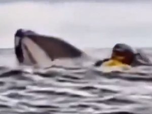 VIDÉO. Une baleine à bosse gobe un kayakiste puis le recrache après quelques secondes : l'énorme frayeur d'un père et son fils au Chili