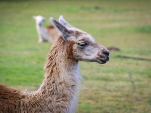 Insolite : à qui est ce lama, en vadrouille depuis mercredi et dont le maire cherche ses propriétaires ?