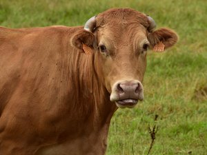 Salon de l'agriculture 2025 : qui est Oupette, la vache égérie de la 61e édition ?