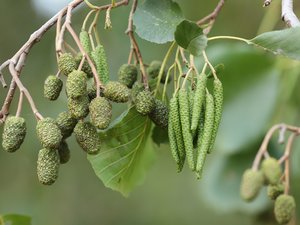 Pollens : pour quels risques d'allergie l'Aveyron est-il placé en alerte rouge et jaune ?