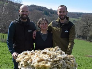 En Aveyron, Fertilaine développe le seul engrais français constitué de laine de brebis