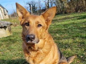 Négligé à Toulouse et dans l'Aveyron, le chien Volt attend depuis plus d'un an sa nouvelle famille !