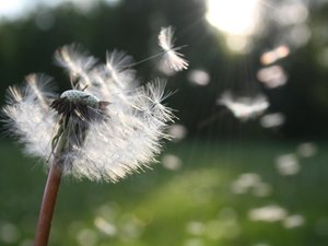 CARTE. Allergies aux pollens : l'Aveyron toujours exposé à des risques élevés, le point en cette deuxième semaine de vacances