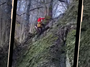 VIDÉO. Un chien en difficulté secouru par les sapeurs-pompiers grâce à ce harnais 