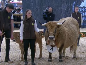 VIDÉO. Salon de l'agriculture 2025 : l'aubrac entre scène ce mercredi, suivez en direct le Concours général agricole