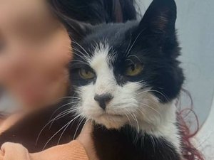 La belle histoire du jour : Paquito, un chat à trois pattes diabétique, sauvé de l'euthanasie grâce à la volonté de la SPA de Rodez