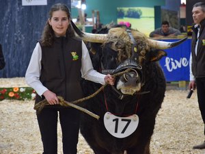 Salon de l'agriculure 2025 : découvrez nos plus belles photos du concours de la race aubrac