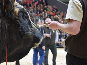 Salon de l'agriculture 2025 : la race aubrac a fait son show à Paris !